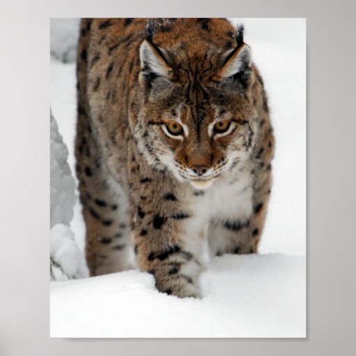 Snow Lynx Print | Zazzle