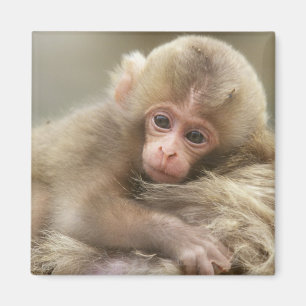 Snow Monkey Baby, Jigokudani, Nagano, Japan 2 Magnet
