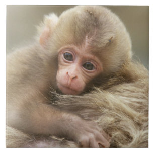 Snow Monkey Baby, Jigokudani, Nagano, Japan 2 Tile