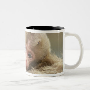 Snow Monkey Baby, Jigokudani, Nagano, Japan 2 Two-Tone Coffee Mug