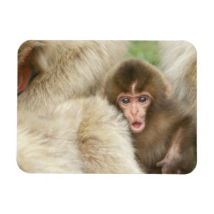 Snow Monkey Baby, Jigokudani, Nagano, Japan Magnet