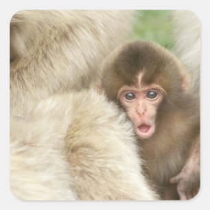 Snow Monkey Baby, Jigokudani, Nagano, Japan Square Sticker