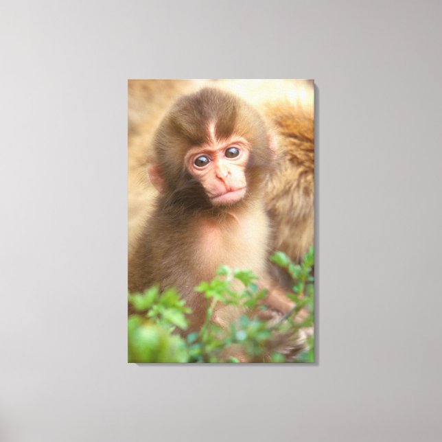 Snow Monkey Baby Portrait Canvas Print (Front)