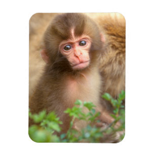 Snow Monkey Baby Portrait Magnet