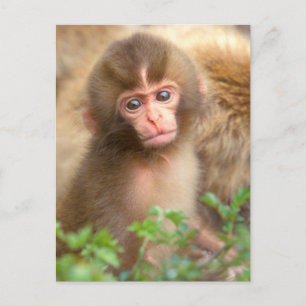Snow Monkey Baby Portrait Postcard