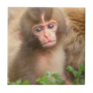 Snow Monkey Baby Portrait Tile