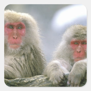 Snow Monkey Couple, Japanese Macaque, Square Sticker