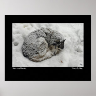 Snow on a Siberian Poster