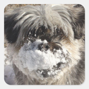 Snow on Dog's Nose Sticker