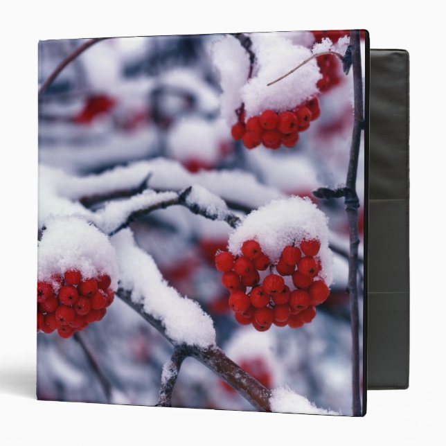 Snow on European Mountain Ash Berries, Utah. Binder (Front/Inside)