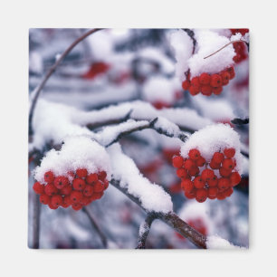 Snow on European Mountain Ash Berries, Utah. Magnet
