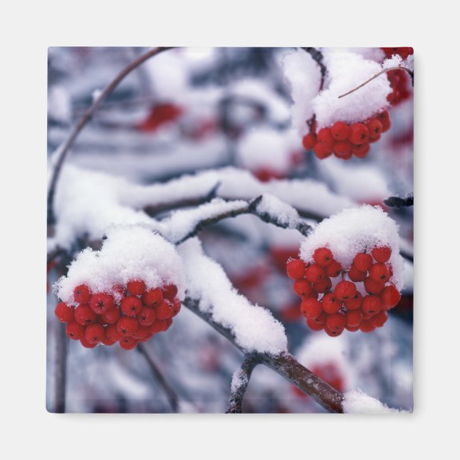 Snow on European Mountain Ash Berries, Utah. Magnet (Front)