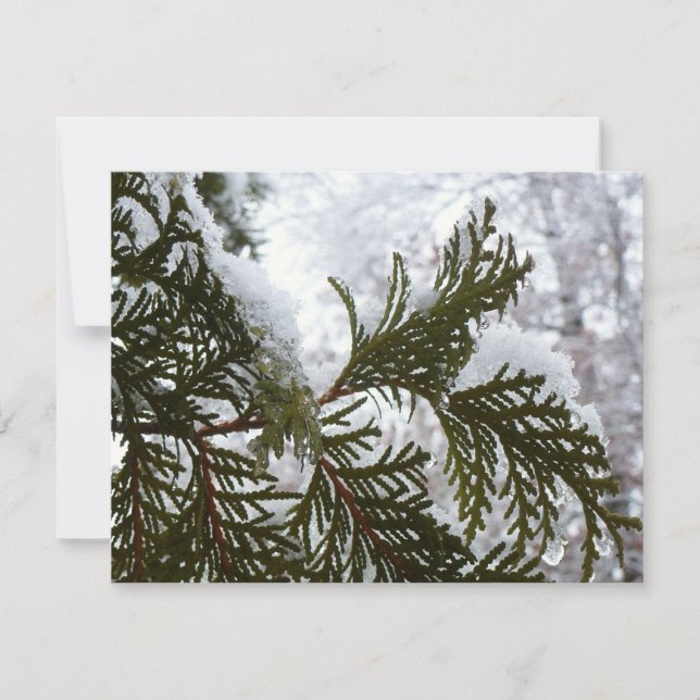Snow on Evergreen Branches (Front)