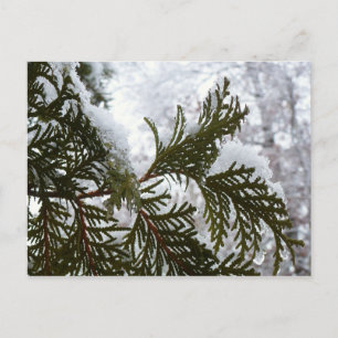 Snow on Evergreen Branches Postcard