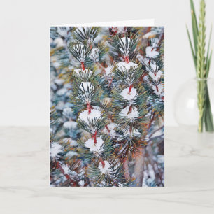 Snow on Pine Branches Art Christmas Card