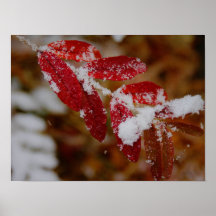 Snow on Red Leaves