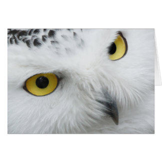 Snow Owl Eyes