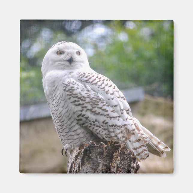 Snow owl magnet (Front)