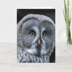 SNOW OWL Photography BIRTHDAY Greeting Cards