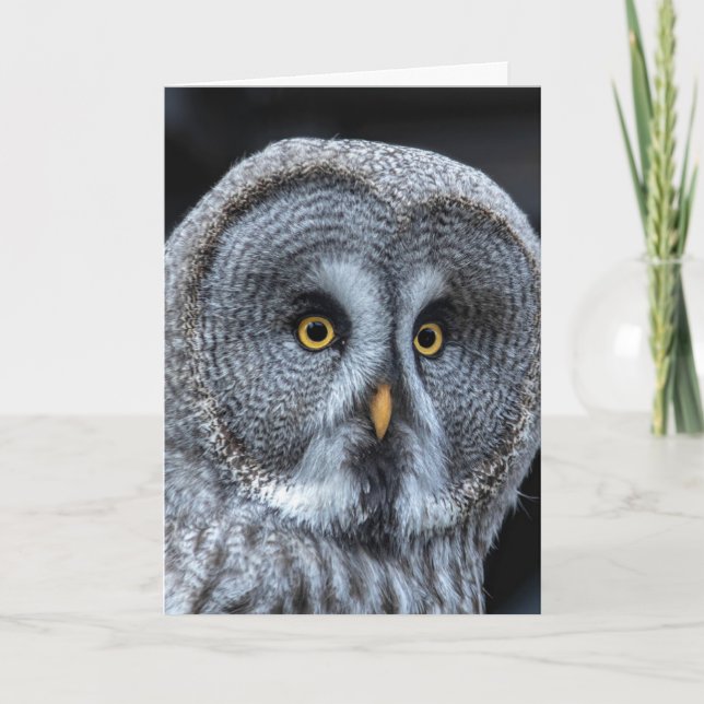 SNOW OWL Photography Cartes de voeux ANNIVERSAIRE (Devant)