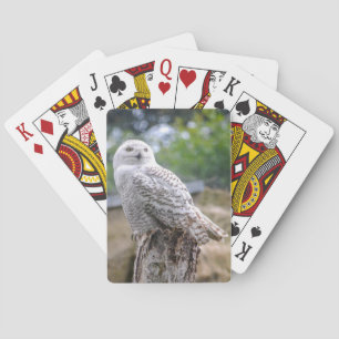 Snow owl playing cards