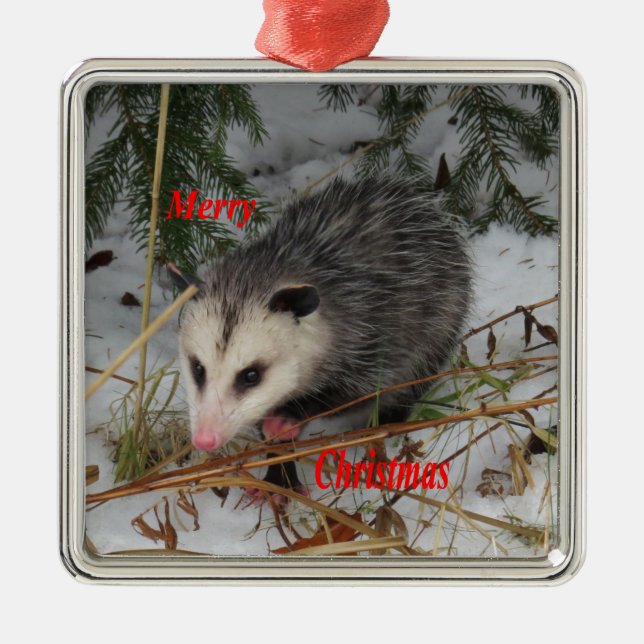 Snow Possum Metal Ornament (Front)