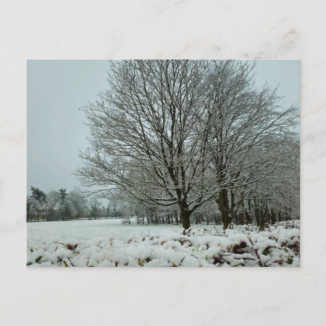 Snow  postcard (Front)