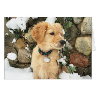 Snow Puppy