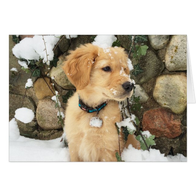 Snow Puppy (Front Horizontal)