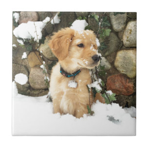 Snow Puppy dog outdoor rustic photo Tile