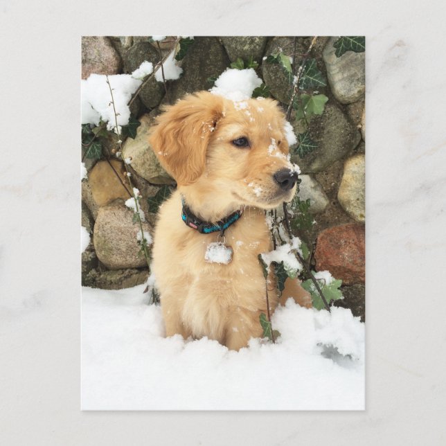 Snow Puppy Postcard (Front)