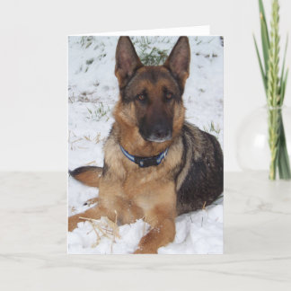 Snow Shepherd Card