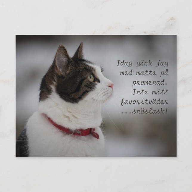 Snow Slush CC0381 Cat Thoughts Postcard (Front)