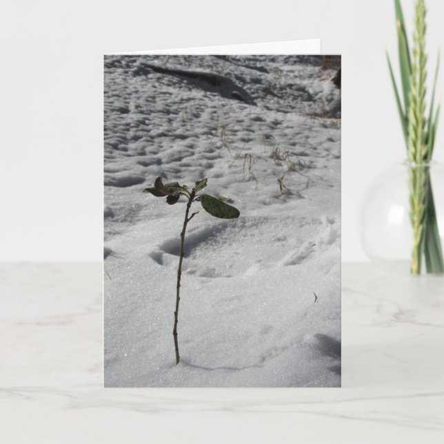 "Snow Sprout" Christmas Card (Front)