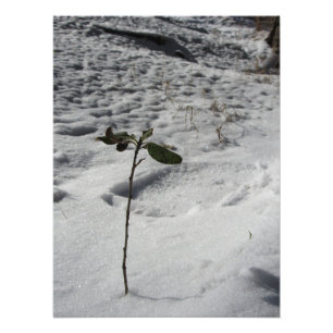 "Snow Sprout" Photo Print