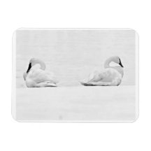 Snow Swans for Nature's Perspectives 2026 Calendar