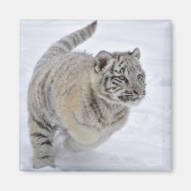Snow Tiger Magnet (Front)
