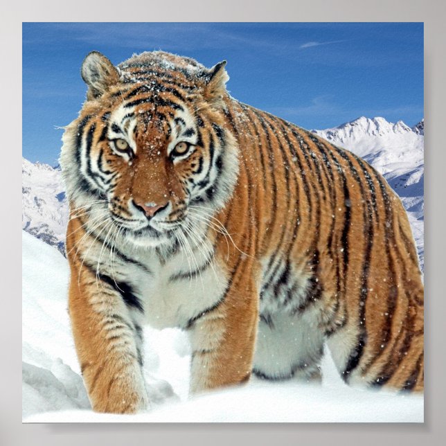 Snow Tiger Mountains Nature Winter Photo Poster (Front)