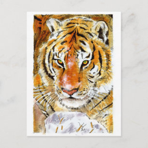 Snow Tiger Postcard