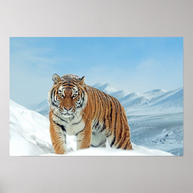 Snow Tiger Winter Nature Photo Mountains Poster (Devant)