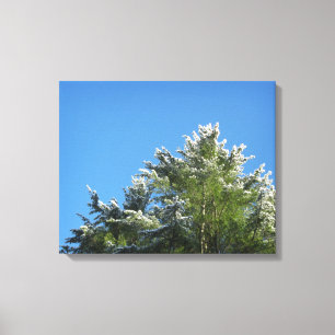 Snow-tipped Pine Tree on Blue Sky Canvas Print