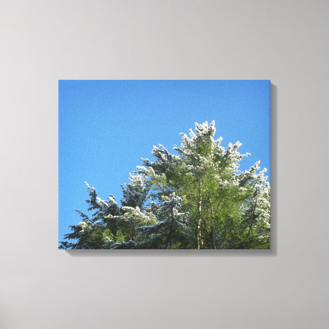 Snow-tipped Pine Tree on Blue Sky Canvas Print (Front)