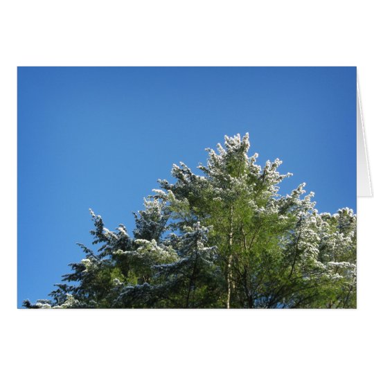 Snow-tipped Pine Tree on Blue Sky Card