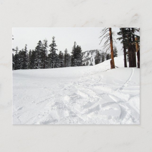 Snow Trails Ski & Snowboard Postcard (Front)