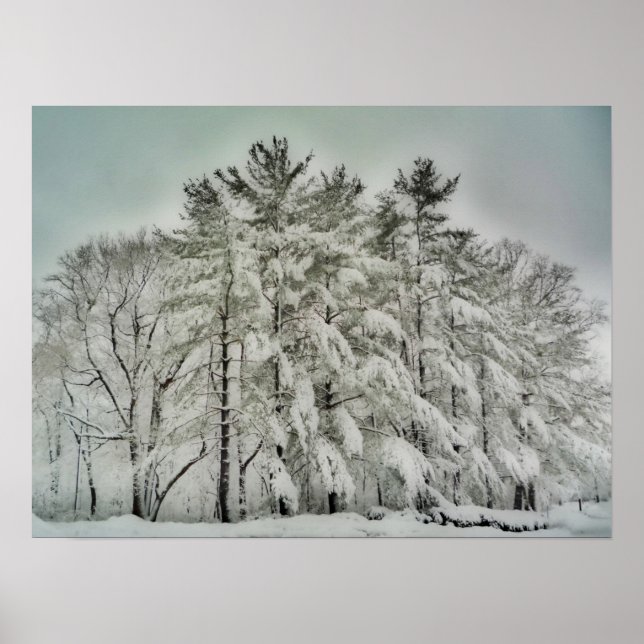 Snow Trees   HDR Poster (Front)