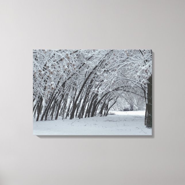 Snow Trees  Landscape  Single Print (Front)