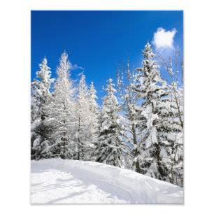 Snow trees under a clear blue sky photo print