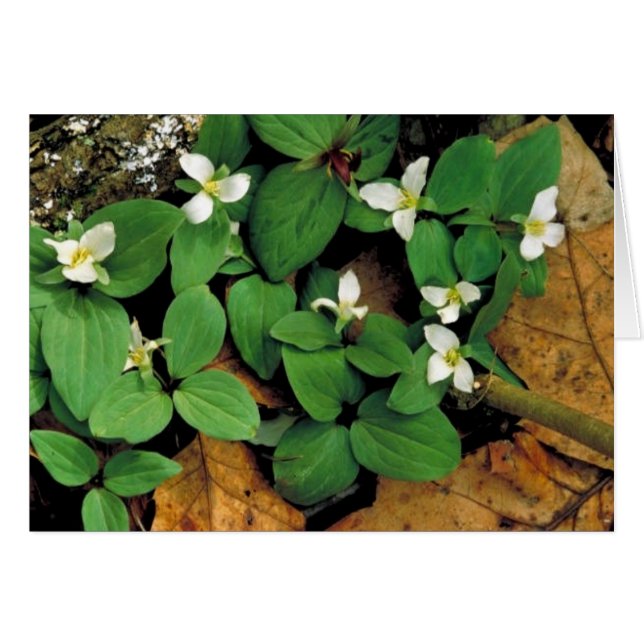 Snow trillium (Front Horizontal)