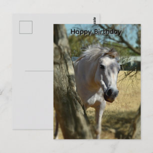 Snow White The Horse, Birthday Postcard
