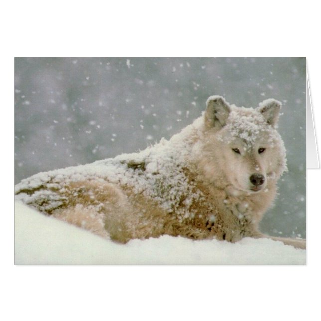 Snow wolf (Front Horizontal)